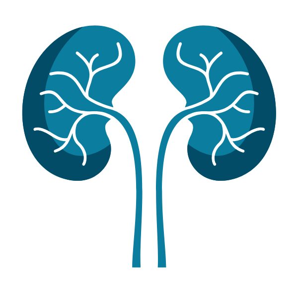 kidney1